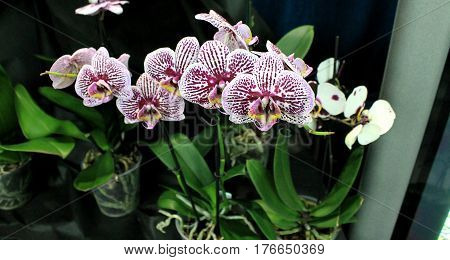 Orchids flowers of rare varieties exotic epiphytes