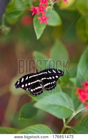 Gracian shoemaker butterfly in nature color image