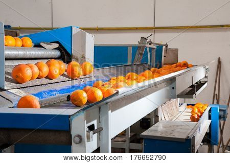 The Working Of Citrus Fruits