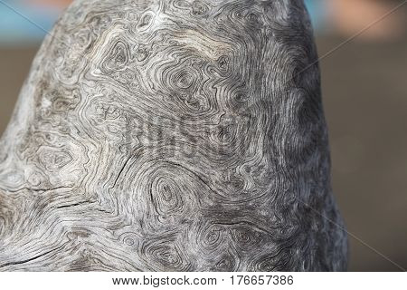 Grey wood background with unusual texture. Weathered salted tree trunk on seaside. Beach tree texture without bark. Swirls and curves of natural wood ornament. Obsolete grey timber from sea closeup