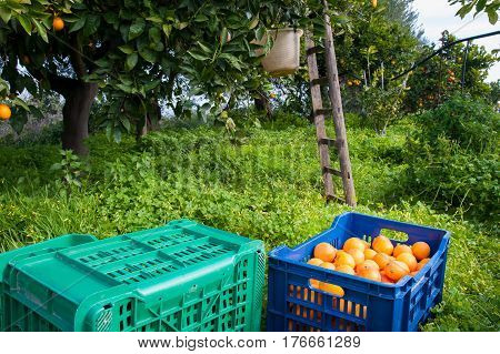 Orange Harvest Time