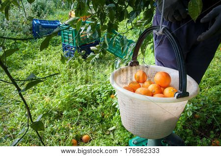Orange harvest time: pail full of tarocco oranges