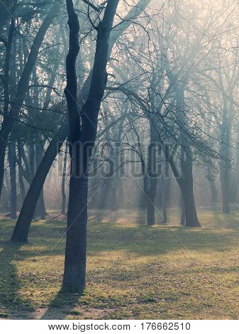 Beautiful Autumn Landscape After Rain. The Sun's Rays Make Their Way Through The Mist On The Branche