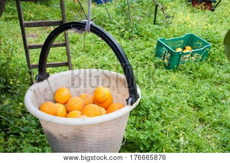 Orange Harvest Time