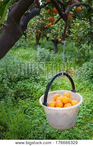 Orange Harvest Time