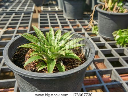 Pineapple plant in a pot. Plant in greenhouse