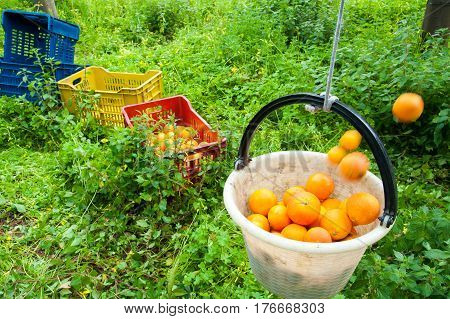 Orange Harvest Time