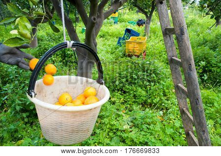 Orange Harvest Time