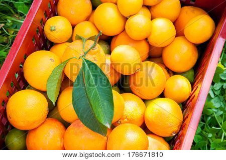 Orange Harvest Time