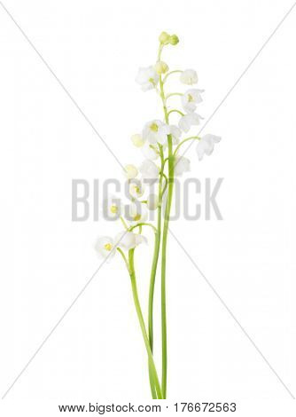 Three sprigs of Lily of the Valley isolated on white background. 