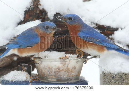 Male Eastern Bluebirds (Sialia sialis) perched on a feeder in snow