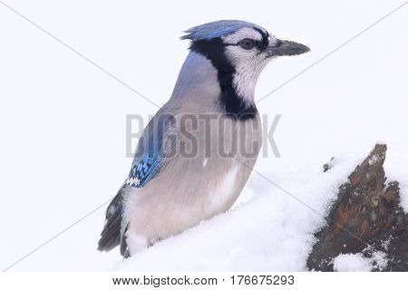 Blue Jay (corvid cyanocitta) in winter with snow