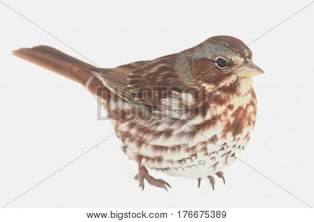 Fox Sparrow( Passerella iliaca) on white in snow