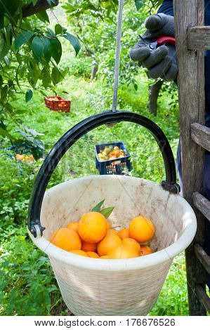 Orange Harvest Time