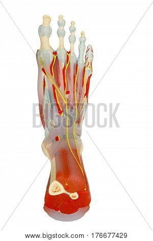Top view of human foot muscles anatomy model isolated on white clipping path.