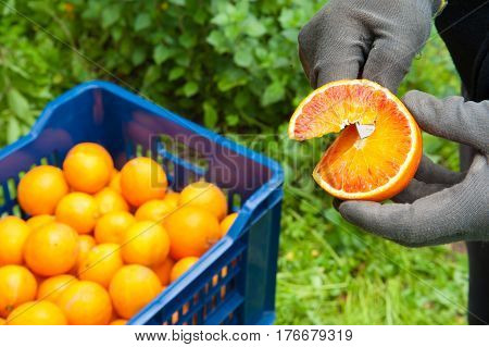Orange Harvest Time
