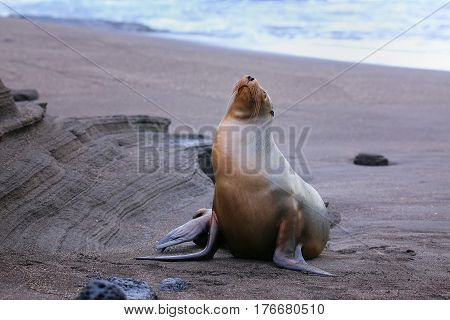 Galapagos Sea Lion On Santiago Island In Galapagos National Park, Ecuador