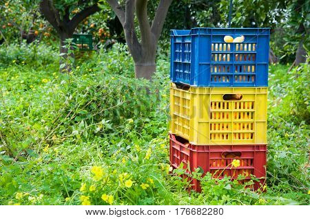 Orange Harvest Time