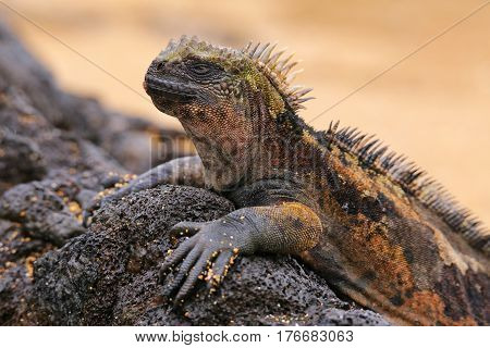 Marine Iguana On Santiago Island, Galapagos National Park, Ecuador