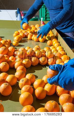 The Working Of Oranges