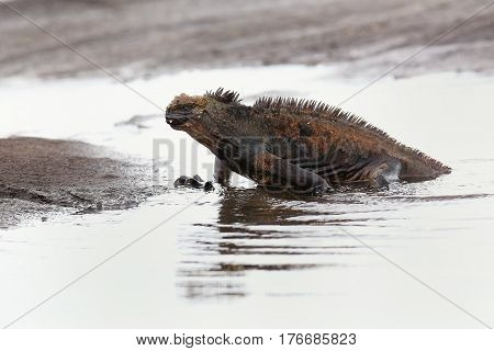 Marine Iguana Getting Out Of The Water On Santiago Island, Galapagos National Park, Ecuador