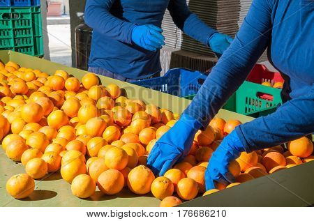 The Working Of Oranges