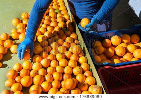 The Working Of Oranges