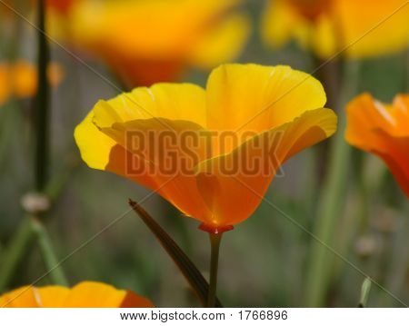 California Golden Poppy