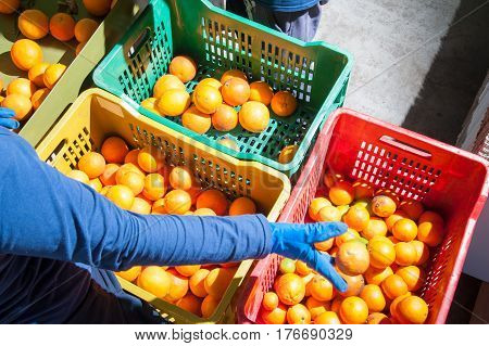 The Working Of Oranges
