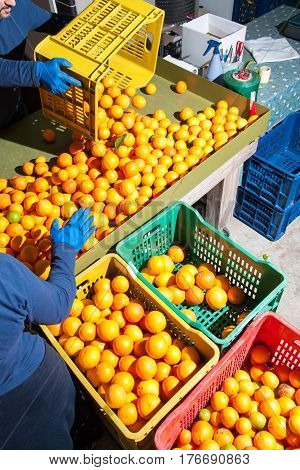 The Working Of Oranges