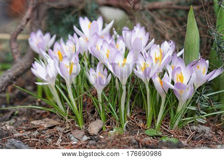 Crocuses In The Spring Garden