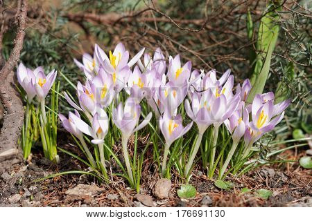 Crocuses In The Spring Garden