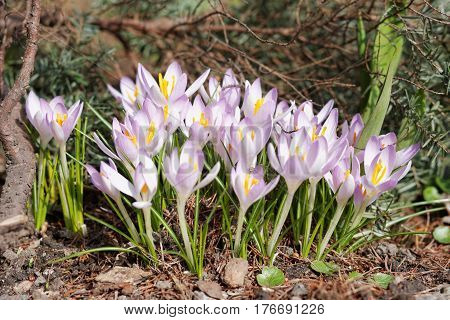 Crocuses In The Spring Garden