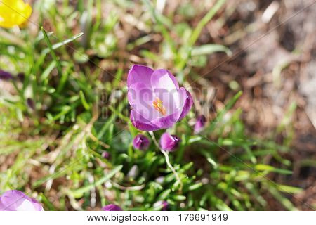 Crocuses In The Spring Garden
