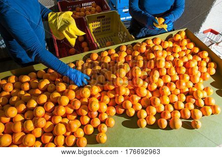 The Working Of Oranges