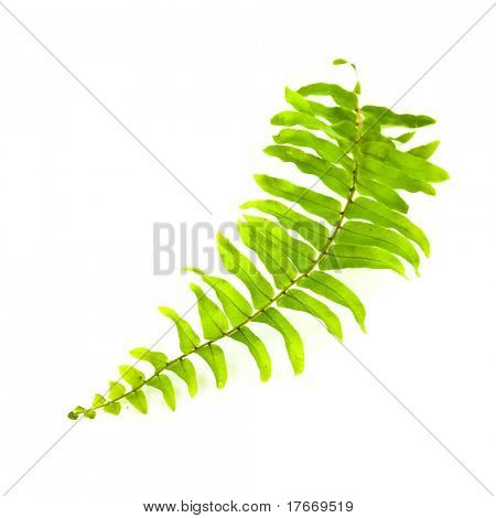 고립 된 화분