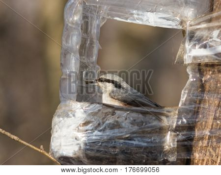 Eurasian or wood nuthatch Sitta europaea close-up portrait at bird feeder with seed in beak selective focus shallow DOF
