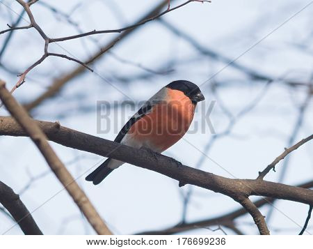 Red-colored Male of Eurasian Bullfinch Pyrrhula pyrrhula close-up portrait on branch with bokeh background selective focus shallow DOF