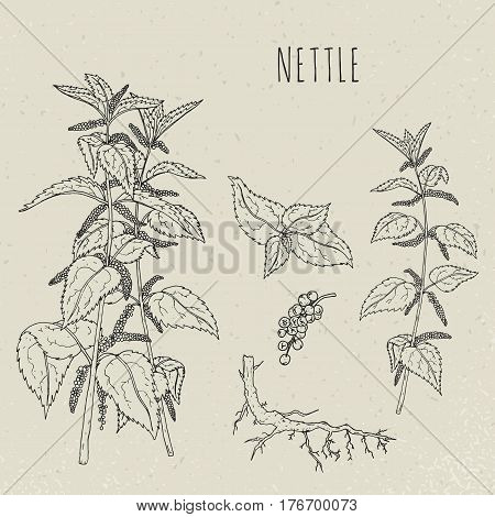 Nettle medical botanical isolated illustration, Plant, leaves, root, flowers hand drawn set. Vintage sketch