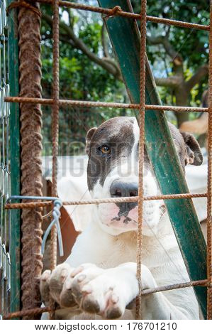 Inside A Dog Refuge