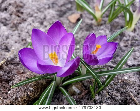 Beautiful spring purple crocuses in the garden
