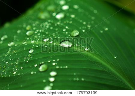 Rain drops closeup. Garden plant leaf after the rain. Morning dew on leaf. Hydration and fresh look concept image. Exotic greenery macro photo shot. Tropical nature in rain season. Summer freshness