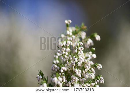 Detail Of Erica Flower