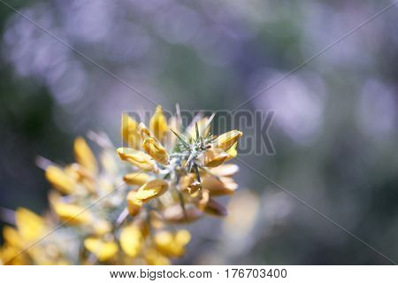 Calicotome Spinosa, Thorny Broom Or Spiny Broom