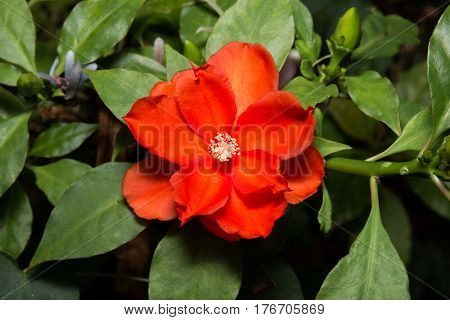 Red Orange Flower with Green Leaves and White Pollen