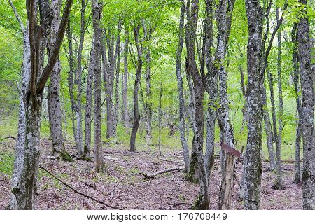 Forest Trees