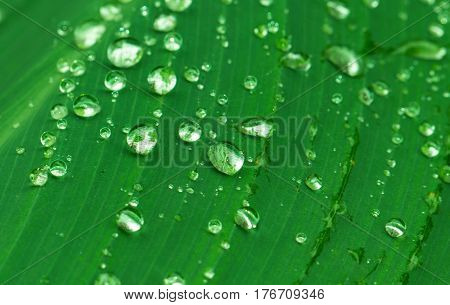 Water drop on green leaf. Exotic garden after rain. Wet season in tropics. Tropical weather typhoon. Fresh wet leaf with rain drop flow. Pure ecology of wild nature. Exotic island environment image