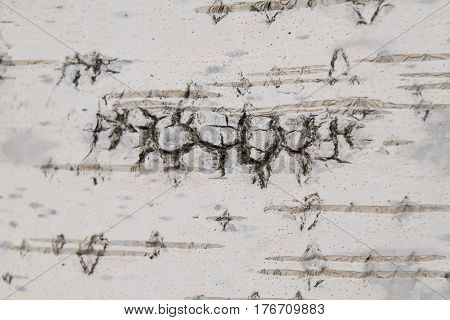Birch bark with unique pattern background texture