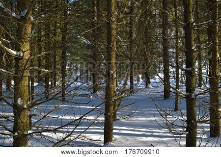 Larch cedar and pine in winter siberian forest