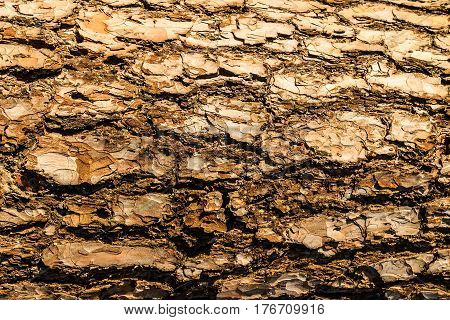 Bark Of Pine Tree Teture.